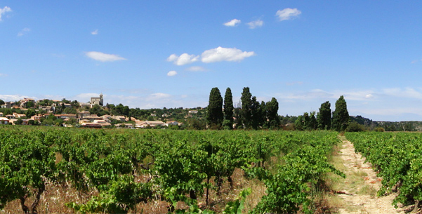 vignobles du gard provençal